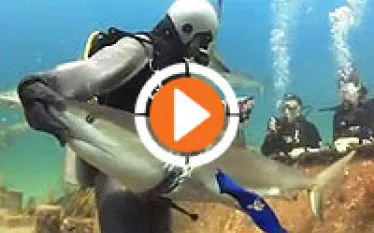 scu-sharkrescue-video-thumb_.jpg.webp