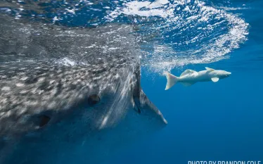 scu-whale-shark-conservation.jpg.webp