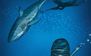 scu-wil-shark-tagging-teaser.jpg.webp