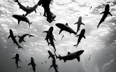 scu_dive-training_shark-diving.jpg.webp