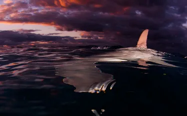 scu_hammerhead-shark_bimini_overunder.jpg.webp