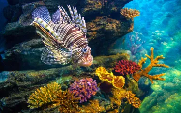 scu_lionfish__.jpg.webp
