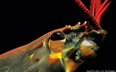 scu_photo-contest-grand-prize_lobster_macro.jpg.webp