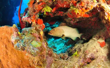 scuba-bermuda_shutterstock_.jpg.webp