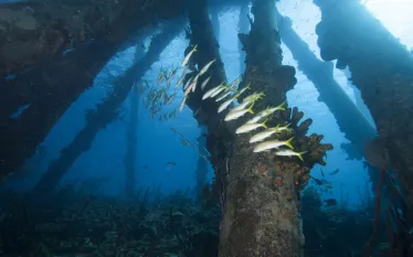 scuba-bonaire_shutterstock_.jpg.webp