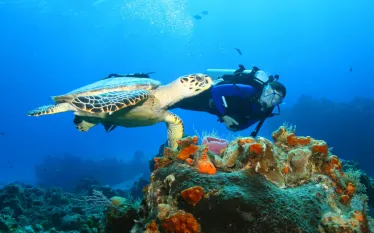 scuba-cozumel_shutterstock_.jpg.webp