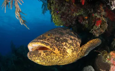 scuba-cuba-img_-noel-avalon.jpg.webp
