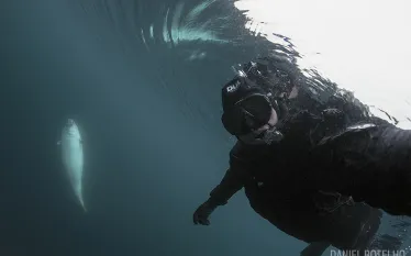 scuba-diver-selfie-narwhal-ice-arctic.jpg.webp