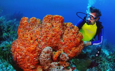 scuba-diving-bahamasstuart-cove-coral.jpg.webp