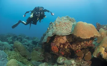 scuba-diving-flower-garden-banks-teaser-.jpg.webp