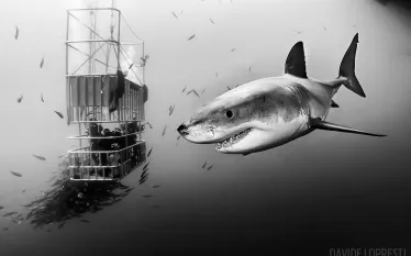 scuba-diving-great-white-shark-cage-dive_.jpg.webp