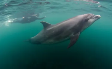 scuba-diving-ireland-dolphins-shutterstock.jpg.webp