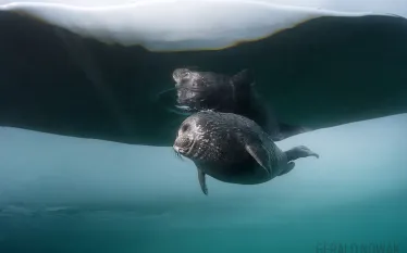 scuba-diving-nerpa-seals-underwater-ice.jpg.webp