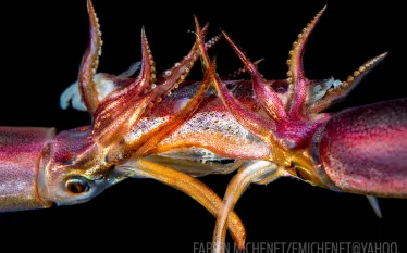 scuba-diving-night-squid-underwater-scd.jpg.webp