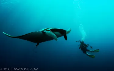 scuba-diving-underwater-manta-thailand..jpg.webp