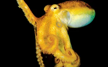 scuba-look-mototioctopus-jeffreychuadeguzman.jpg.webp