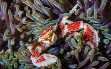 scuba-malaysia_shutterstock_.jpg.webp