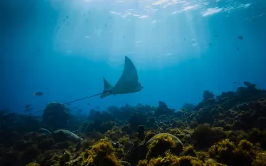 scuba-nicaragua-cornislands-shutterstock_.jpg.webp