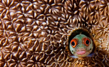 scuba-panama_shutterstock_.jpg.webp