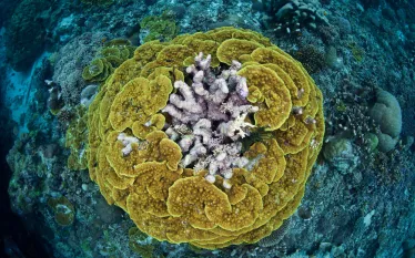 scuba-solomonislands_shutterstock_.jpg.webp