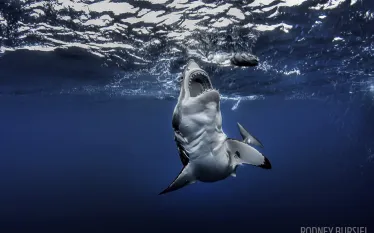 scuba-underwater-photo-contest-great-white-shark.jpg.webp