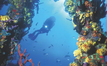 scuba.png.webp