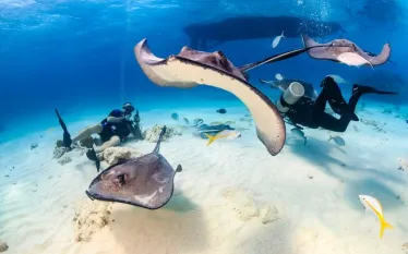 scuba_divers_surrounded_by_stingrays_in_shallow_water.jpeg.webp