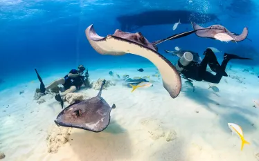 scuba_divers_surrounded_by_stingrays_in_shallow_water.jpg.webp