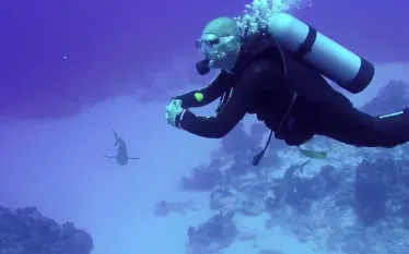 scuba_diving_with_sharks_san_salvador_bahamas_.jpg.webp