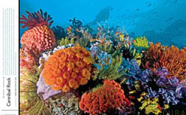 scuba_screensaver.jpg.webp