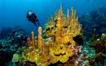 scuba_stlucia-np-_.jpg.webp
