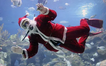 scubasanta.jpg.webp