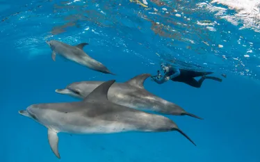 sea-hero-denise-herzing-underwater-dolphins-.jpg.webp