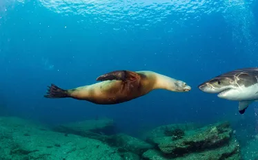 sea-lion-great-white-shark-shutterstock-andrea-izzotti.jpg.webp