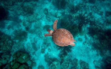 sea-turtle.jpg.webp