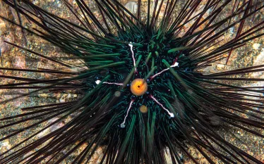 sea-urchin.jpg.webp