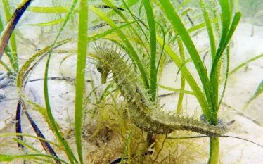 seahorse-seagrass-neil-garrick-maidmen.jpg.webp