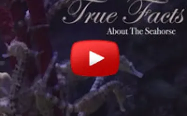 seahorse.jpg.webp