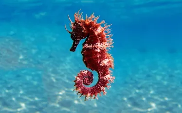 seahorse_shutterstock.vojce_.jpg.webp