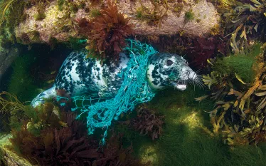 seal-caught-net-alex-mustard_.jpg.webp