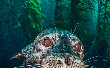 seal-with-kelp-alex-mustard.jpg.webp