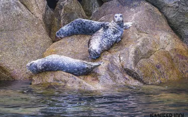 seal_alaska_fjords_park.jpg.webp