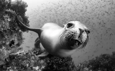 sealion.alexmustard.scubadivingmagazine.april.jpg.webp