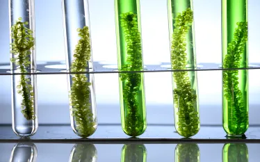 seaweed-research-shutterstock-chokniti-khongchum.png.webp