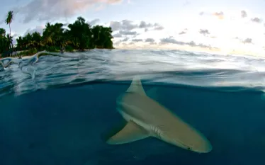 shark-attack-file-.jpg.webp
