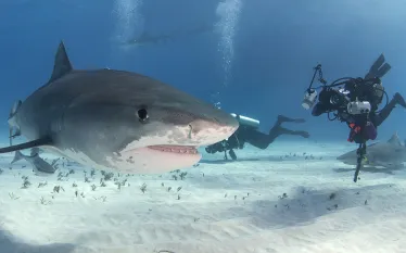 shark-attacks-shutterstock.jpg.webp