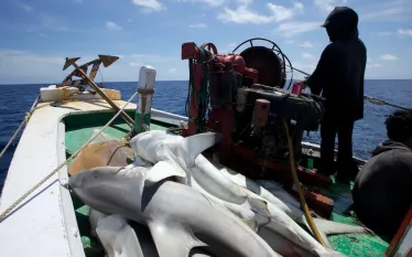 shark-boat-open.jpg.webp
