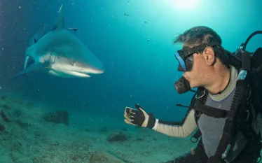 shark-diving-shutterstock_--.jpg.webp