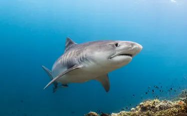 shark-fest-fiji-tiger-shark--steve-philbrook.jpg.webp