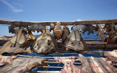 shark-remains.jpg.webp